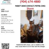 Photo de chat perdu à Jacksonville