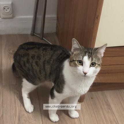 Photo 1/1 Pumma Chat perdu à Argenteuil