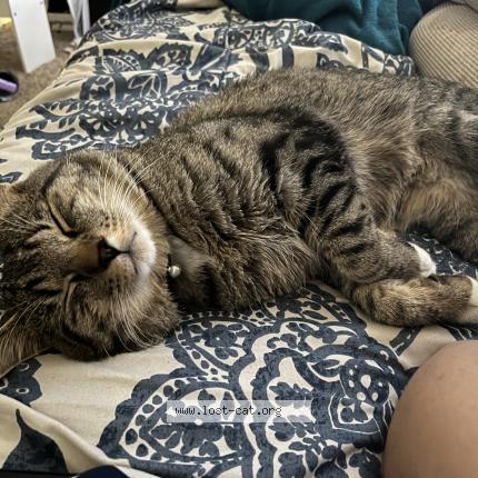 Photo 1/1 Milo Chat perdu à Kuna