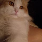 Photo de chat retrouvé à Abbottabad