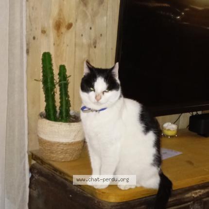 Photo 1/1 Chat trouvé Trouvé à Caderousse