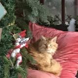 Photo de chat trouvé à Loyes Sur Arnon