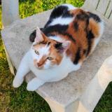 Photo de chat perdu à Manneville La Pipard