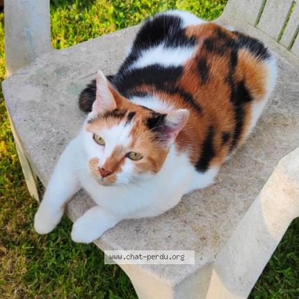 Photo 1/1 Chatus Chat perdu à Manneville la pipard