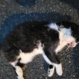 Photo de chat trouvé à Amiens France