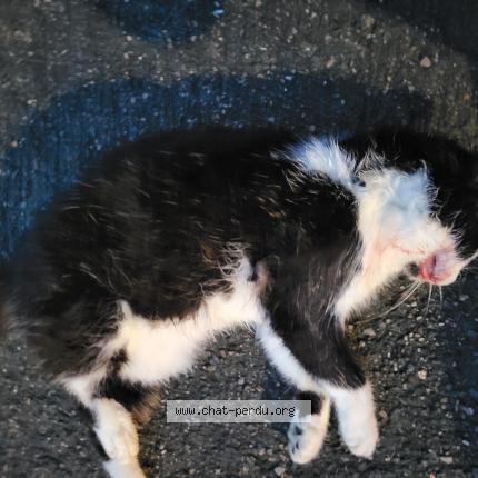 Photo 1/1 Chat trouvé Trouvé à Amiens france