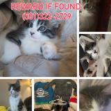 Photo de chat perdu à Searcy