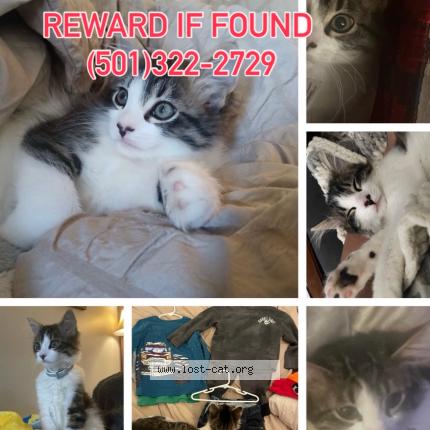 Photo 1/1 Caillou Chat perdu à Searcy