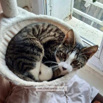 Photo 1/1 Chat retrouvé Perdu à Montmagny