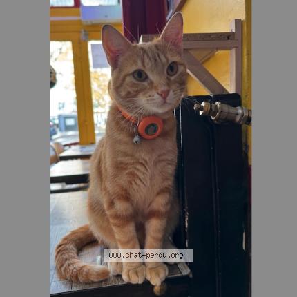 Photo 1/1 Chat retrouvé Perdu à Paris