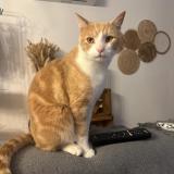 Photo de chat perdu à Saubrigues