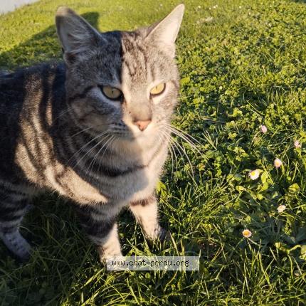 Photo 1/1 Chat retrouvé Perdu à Saint mard