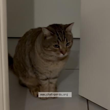 Photo 1/1 Chat retrouvé Perdu à Launaguet