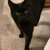 Photo de chat perdu à Saint Jacques De Thouars