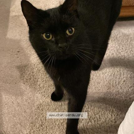 Photo 1/1 Edgar Chat perdu à Saint jacques de thouars