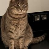 Photo de chat perdu à Saint Medard En Jalles