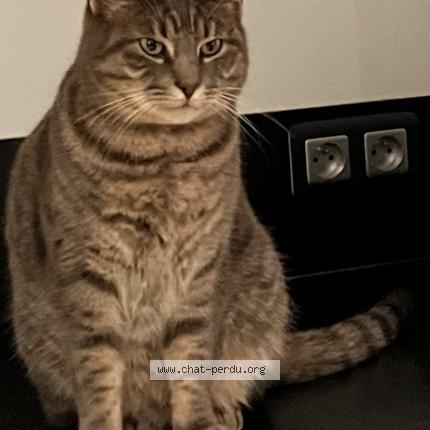 Photo 1/1 Rocky Chat perdu à Saint medard en jalles