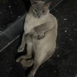 Photo de chat perdu à Lahore