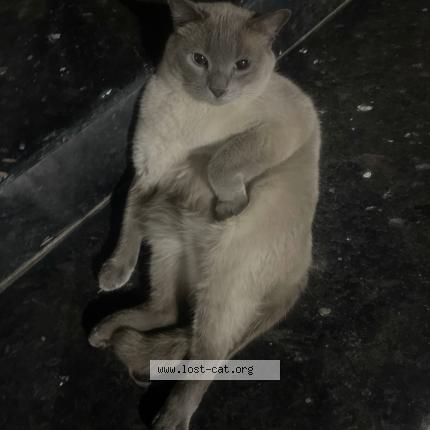 Photo 1/1 Candy Chat perdu à Lahore