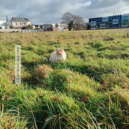 Photo 1/1 Chat trouvé Trouvé à Saint gregoire