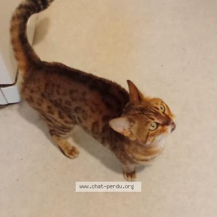 Photo 1/1 Chat retrouvé Trouvé à Metz tessy