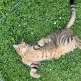 Photo de chat perdu à Morangis