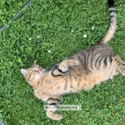 Photo 1/1 Attila Chat perdu à Morangis