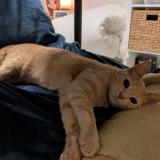 Photo de chat perdu à Sete