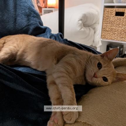 Photo 1/1 Ryu Chat perdu à Sete