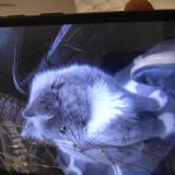 Photo de chat perdu à Beaverton