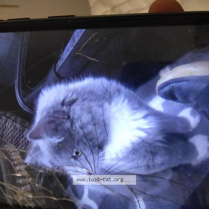 Photo 1/1 Tom Chat perdu à Beaverton