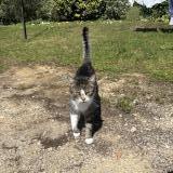 Photo de chat perdu à Morvillars