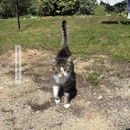 Photo 1/1 Stockholm Chat perdu à Morvillars