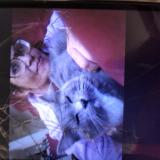 Photo de chat perdu à Beaverton