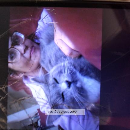 Photo 1/1 Tom Chat perdu à Beaverton