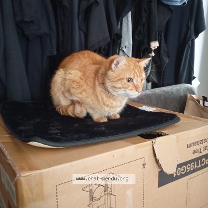 Photo 1/1 Chat retrouvé Trouvé à Fontenay Sous Bois