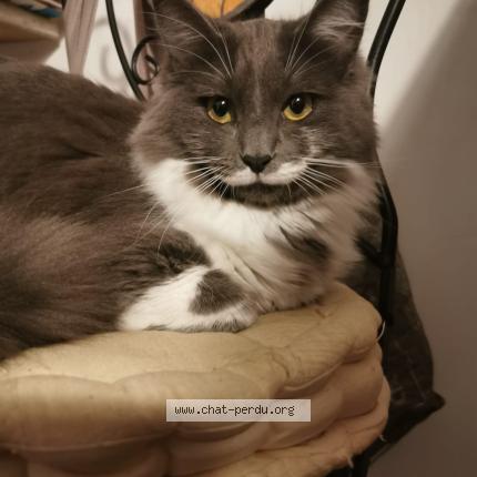 Photo 1/1 Pilou Chat perdu à Bergerac