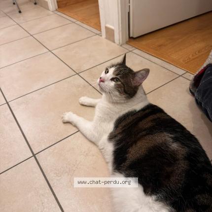 Photo 1/1 Osko Chat perdu à Chambery