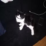 Photo de chat perdu à Saint Eustache