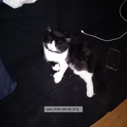 Photo 1/1 Oreo Chat perdu à Saint eustache
