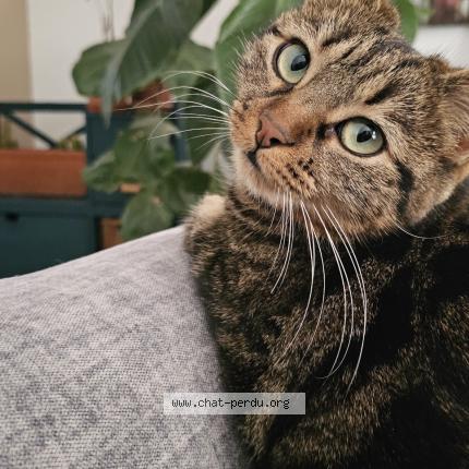 Photo 1/1 Chat retrouvé Perdu à Balaruc les bains