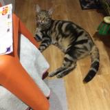 Photo de chat perdu à Herblay Sur Seine