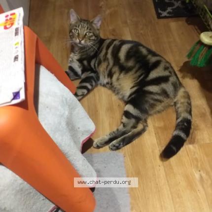 Photo 1/1 Bicho Chat perdu à Herblay sur seine