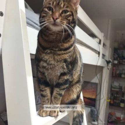 Photo 1/1 Bicho Chat perdu à Herblay sur seine