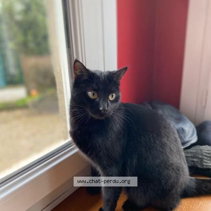 Photo 1/1 Plume Chat perdu à Saint marie laumont