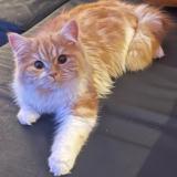 Photo de chat perdu à Rheinbach