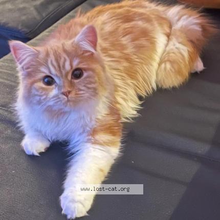 Photo 1/1 Rosa Chat perdu à Rheinbach