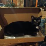 Photo de chat perdu à St Pierre Des Ormes