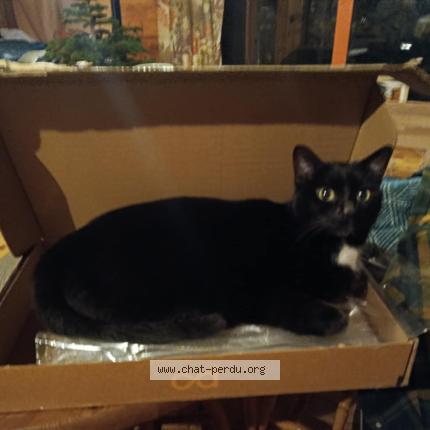 Photo 1/1 Sokette Chat perdu à St pierre des ormes