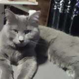 Photo de chat perdu à Vaujours